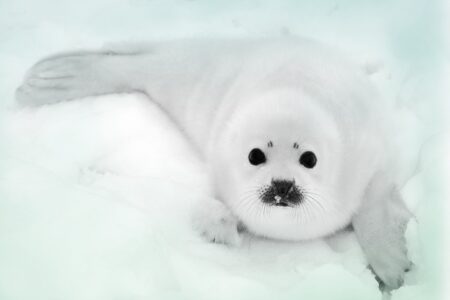 Baby harp seal pup on ice of the White Sea